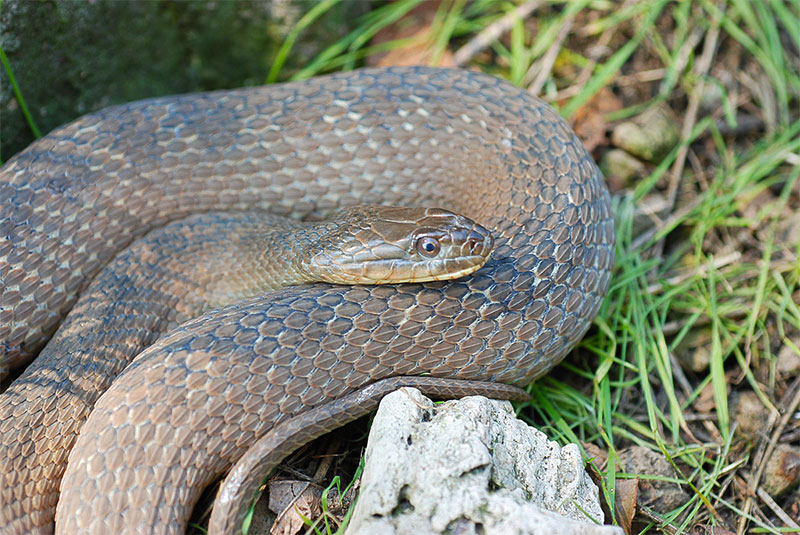 Lake Erie Water Snake; USFWS