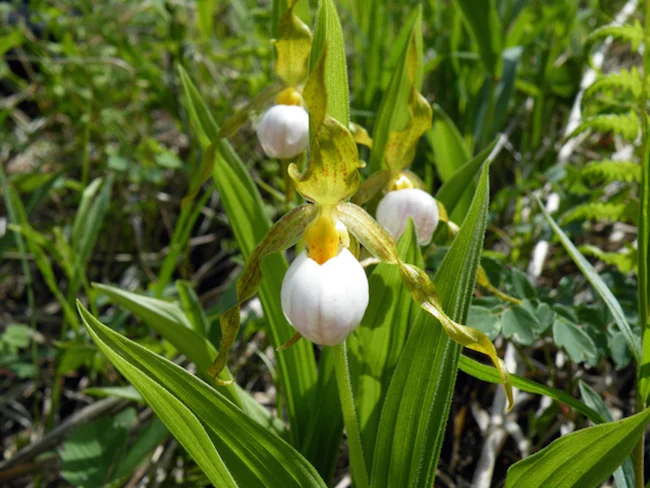 Cypripedium_candidum.jpg