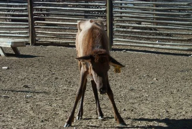 elk_chronic_wasting_disease.jpg