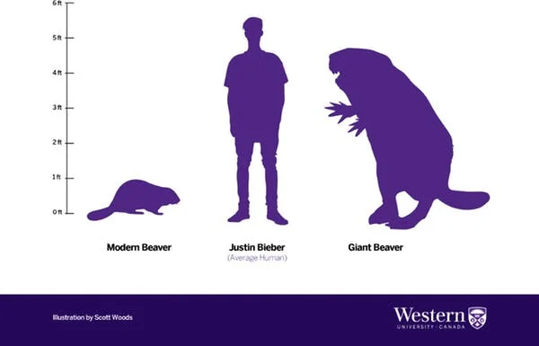 Illustration by Scott Woods/Western University