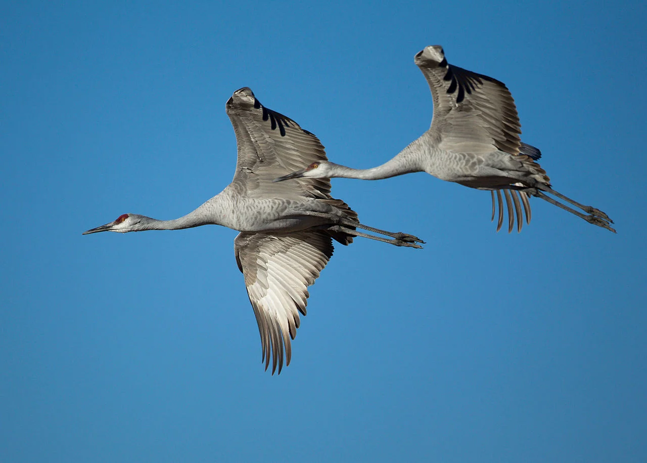 1280px-Grus_canadensis_-Bosque_del_Apache_National_Wildlife_Refuge,_New_Mexico,_USA_-flying-8a_(1).jpg