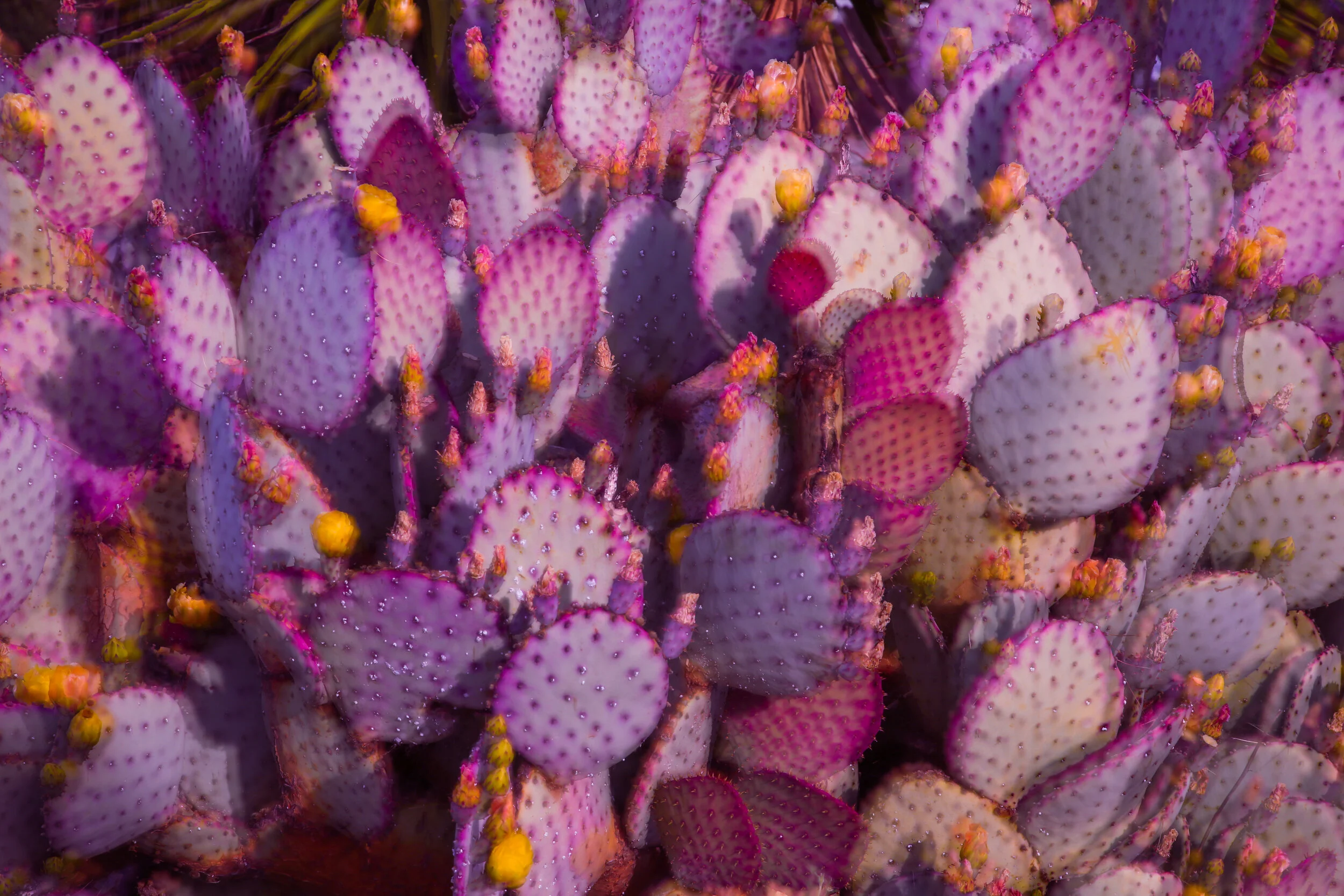 S1__7631galacticcactus.JPG