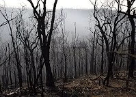 The landscape near Kinglake, which was devastated by the Black Saturday fires. Photo: Angela Wylie - The Age 25 February 2009