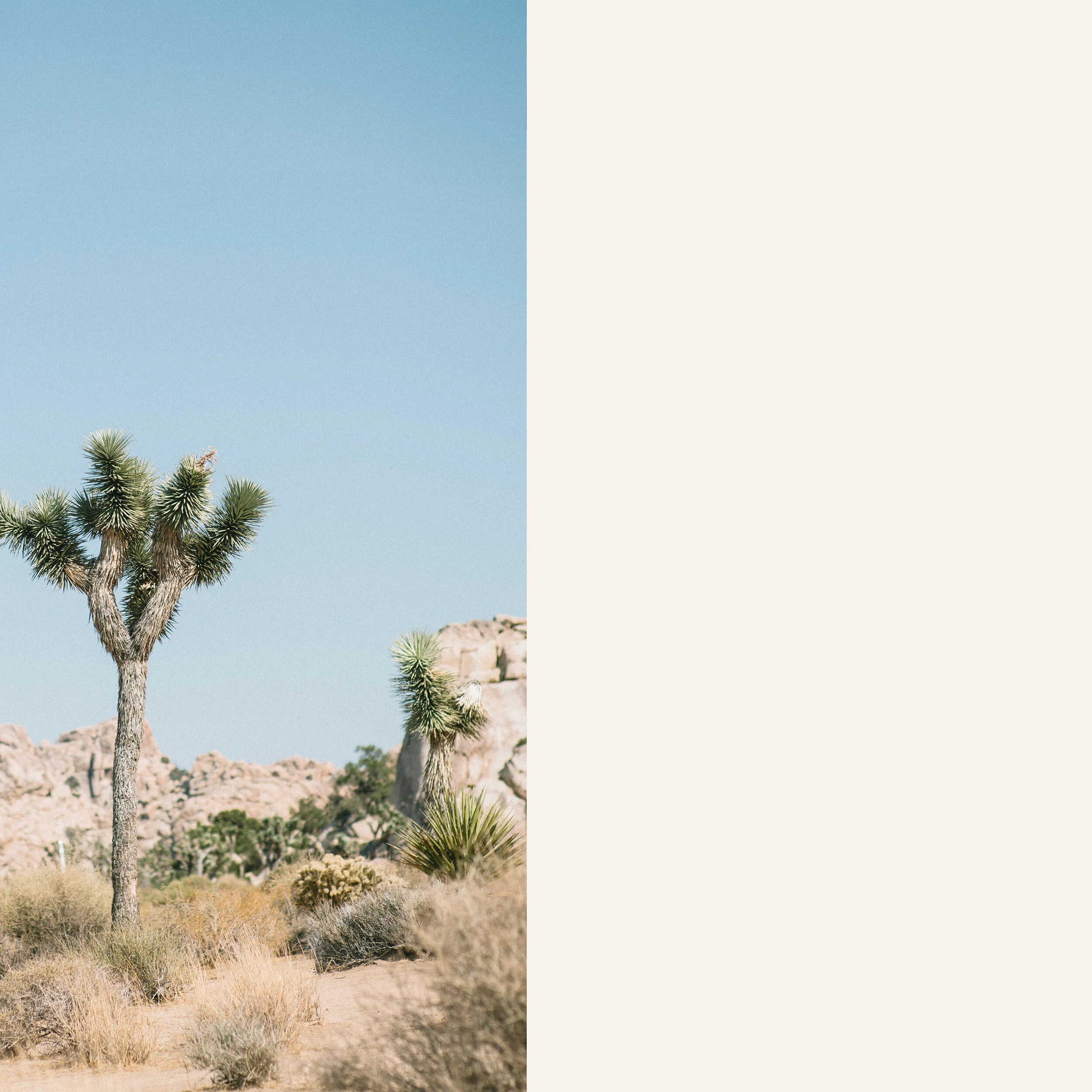 Influence+Header+Mojave.jpg