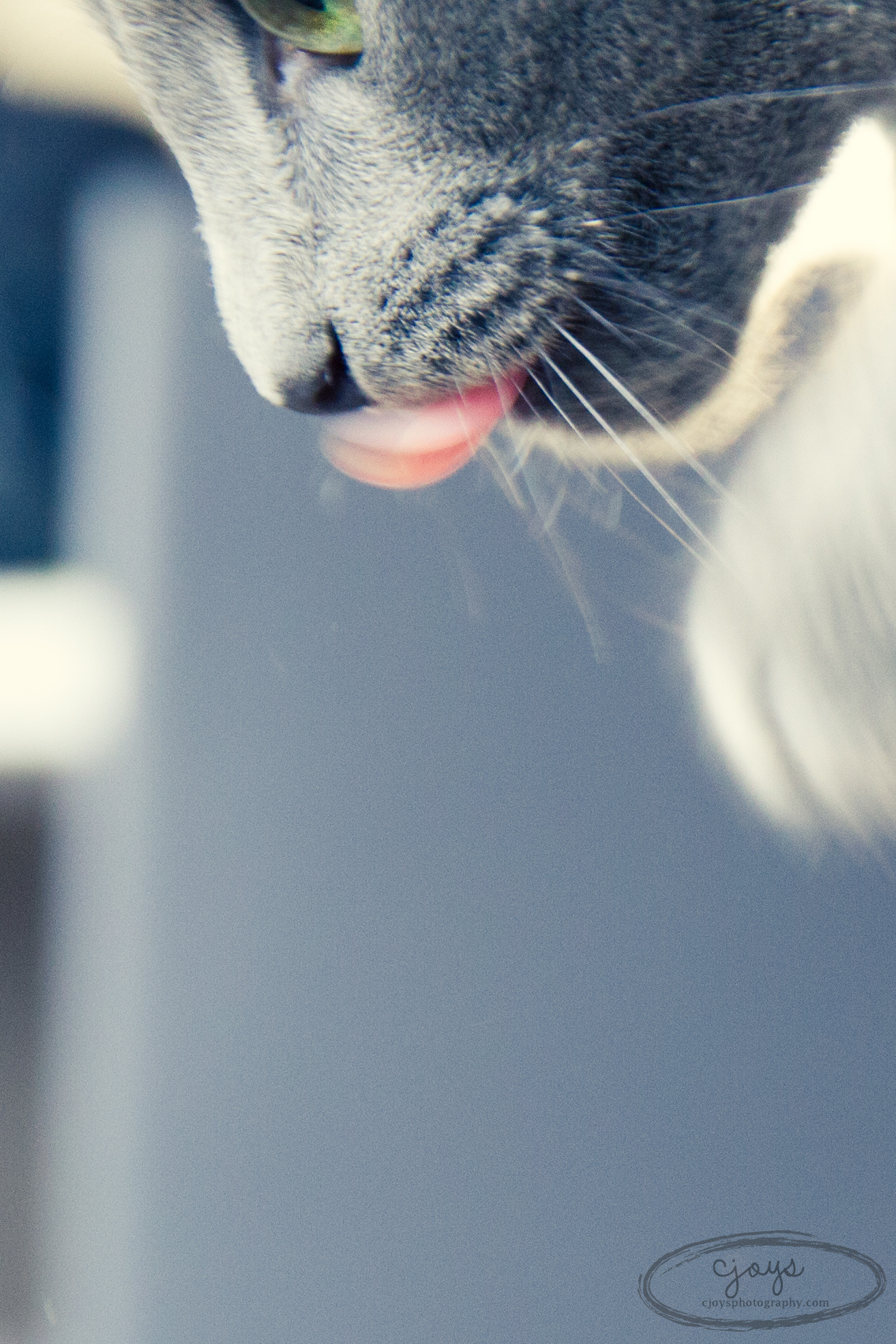 _MG_9824.jpg