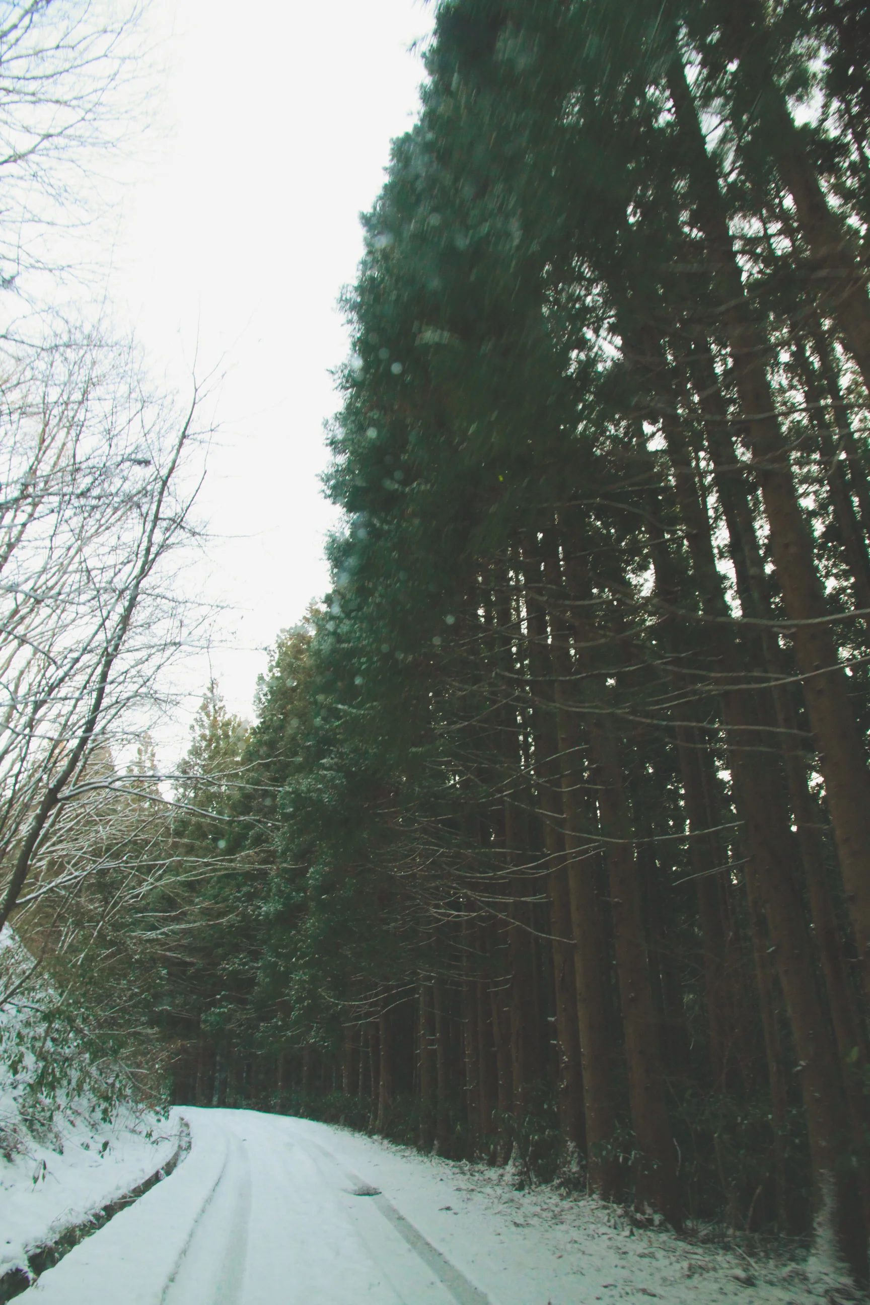 _MG_0079.jpg