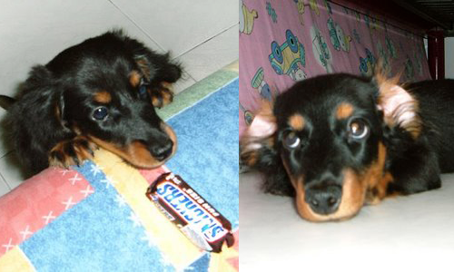 When he was just a little pup! (Don't worry, he didn't get to eat the snickers)
