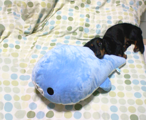 Falling in love with my blue seal