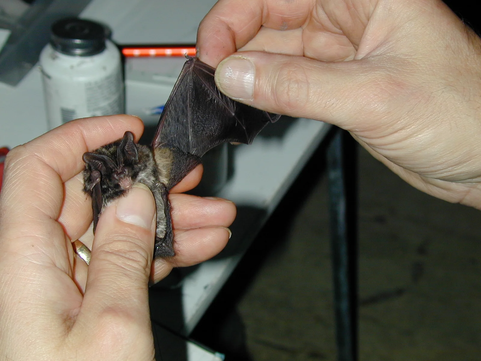 bat&wing.jpg