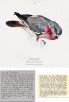 Jamie Shovling, Roger the Wood Pigeon from The Twitcher , 2004-06, digital collage. 