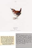 Jamie Shovlin, Jenny the Wren from the Twitcher , 2004-06, digital collage. 