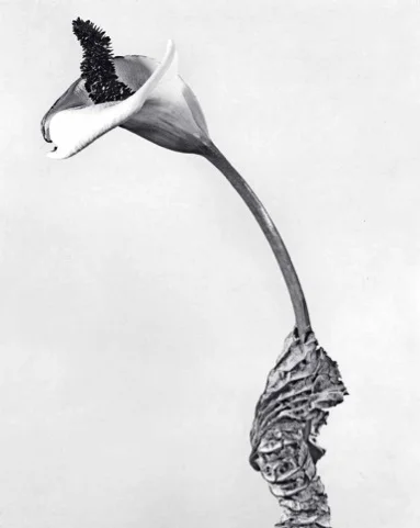 Joan Fontcuberta, Cala rasca , part of the Herbarium series, 1983 