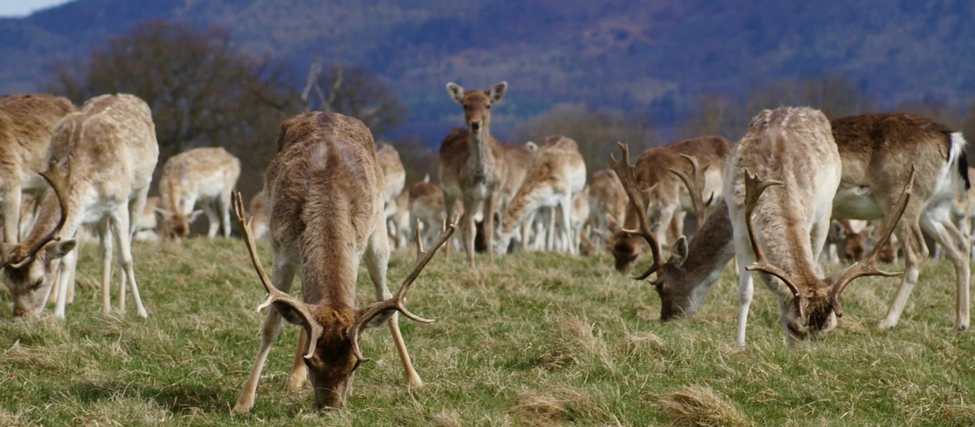 deer park at attingham.jpg
