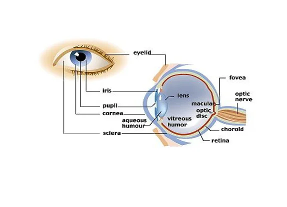 Anatomy of the human eye