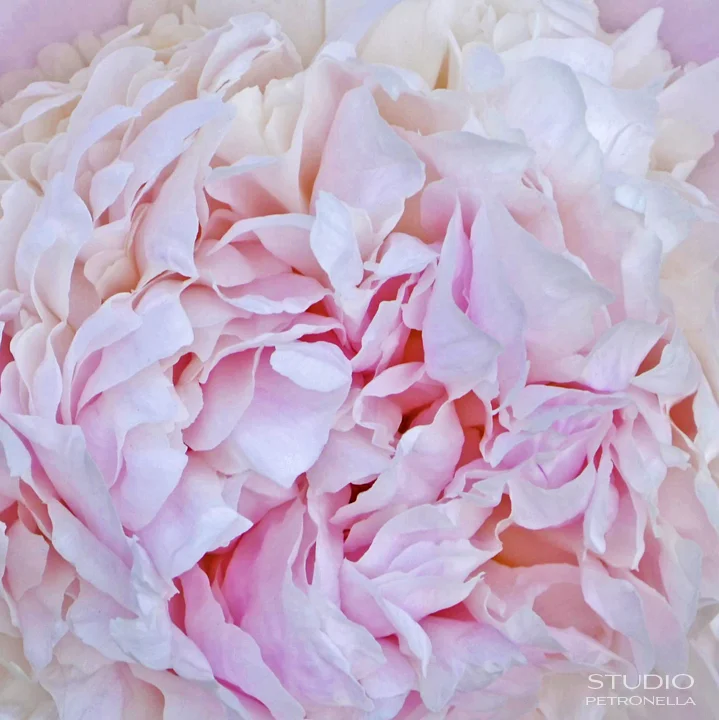 %22peone 1%22 © 2013 heather rhodes studio petronella all rights reserved.jpg