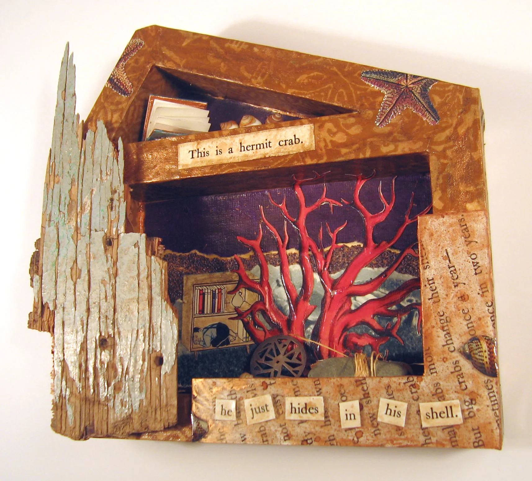 Hermit Crab