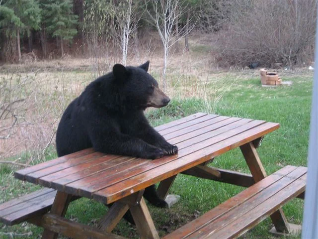 NOT an actual picture of franz kafka waiting at his table.