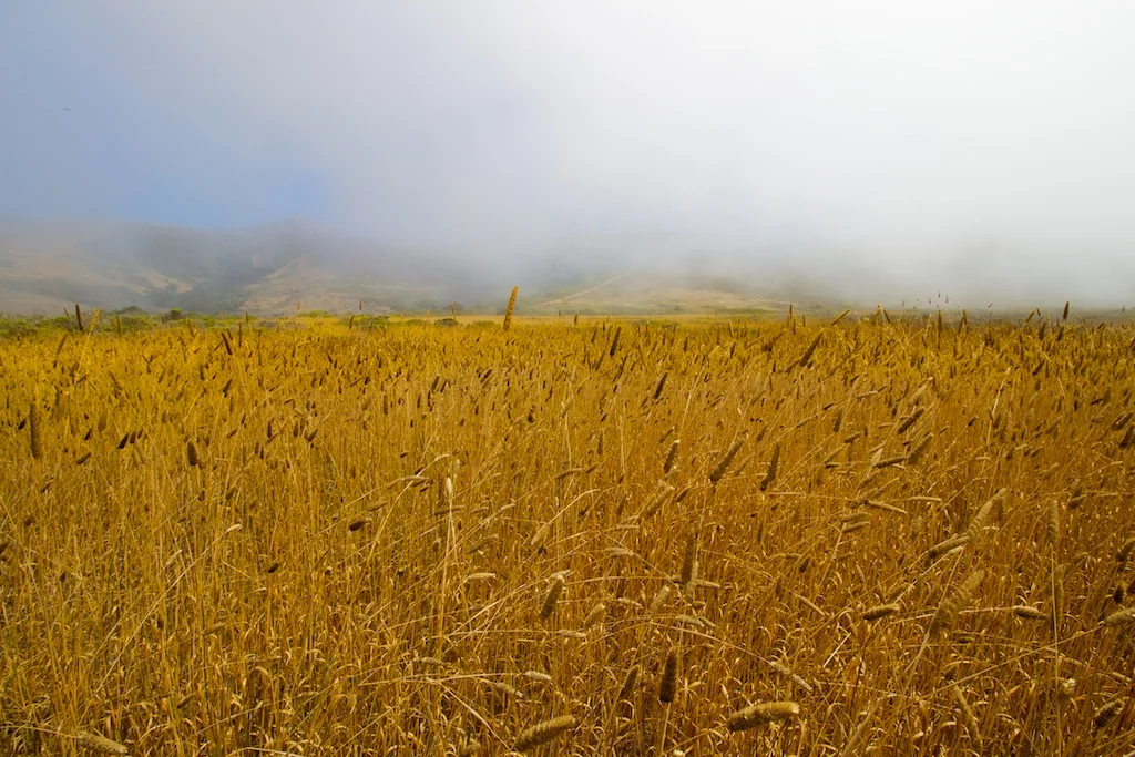 Foggy Meadows, 2014