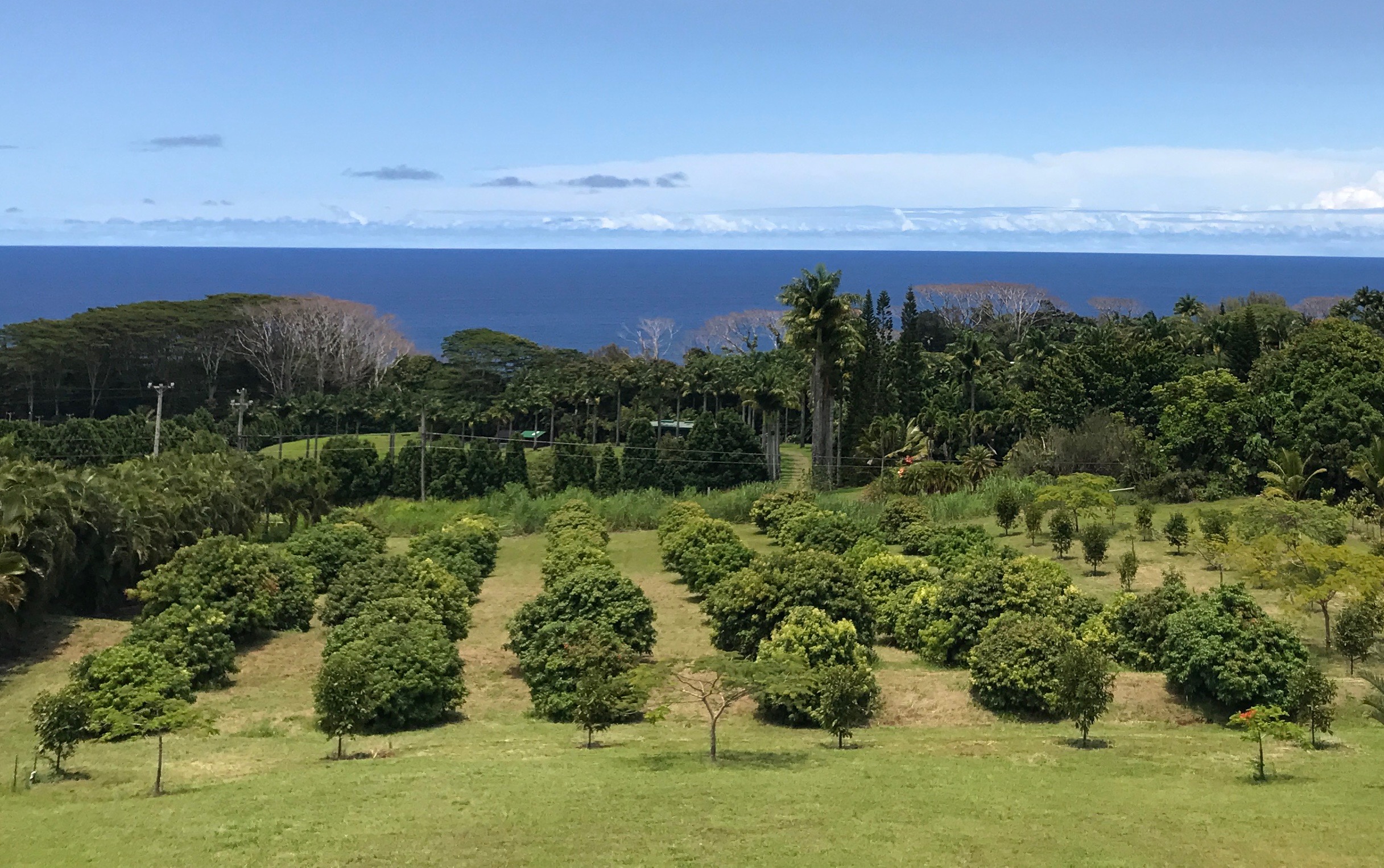 Our thriving lychee orchard overlooking the Pacific Ocean