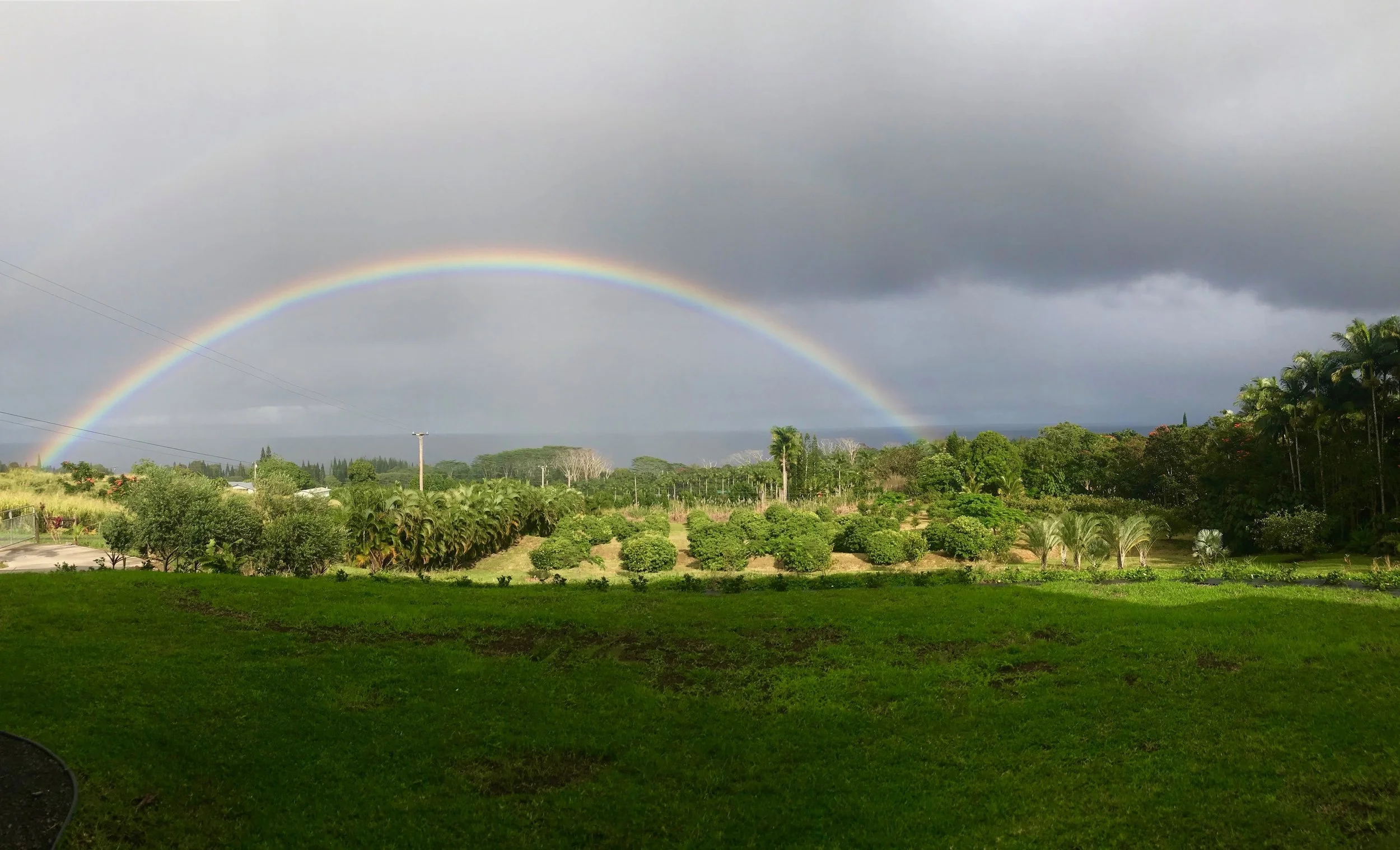 March Lychee Update: Peas and Surf