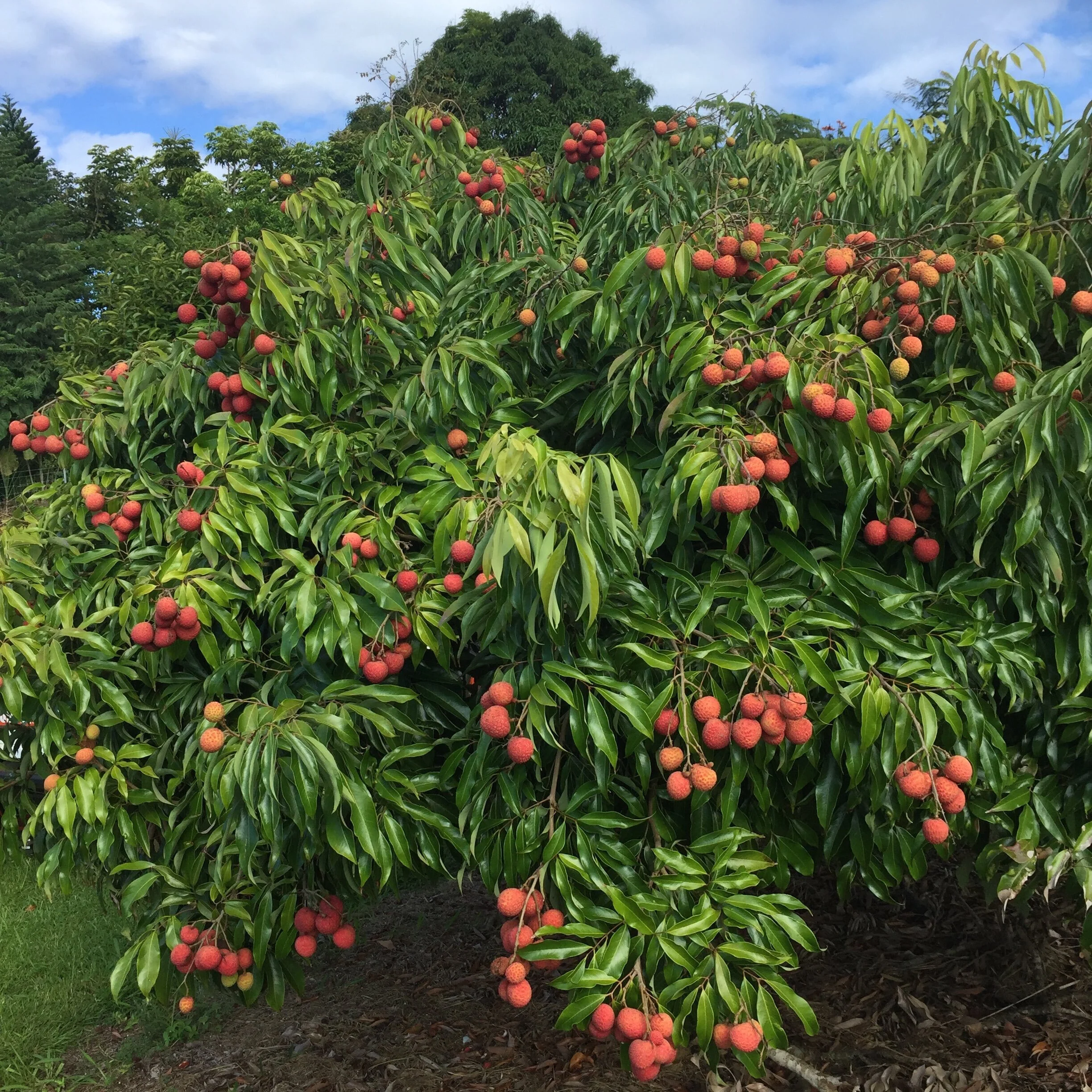 2020 Lychee is ripening!