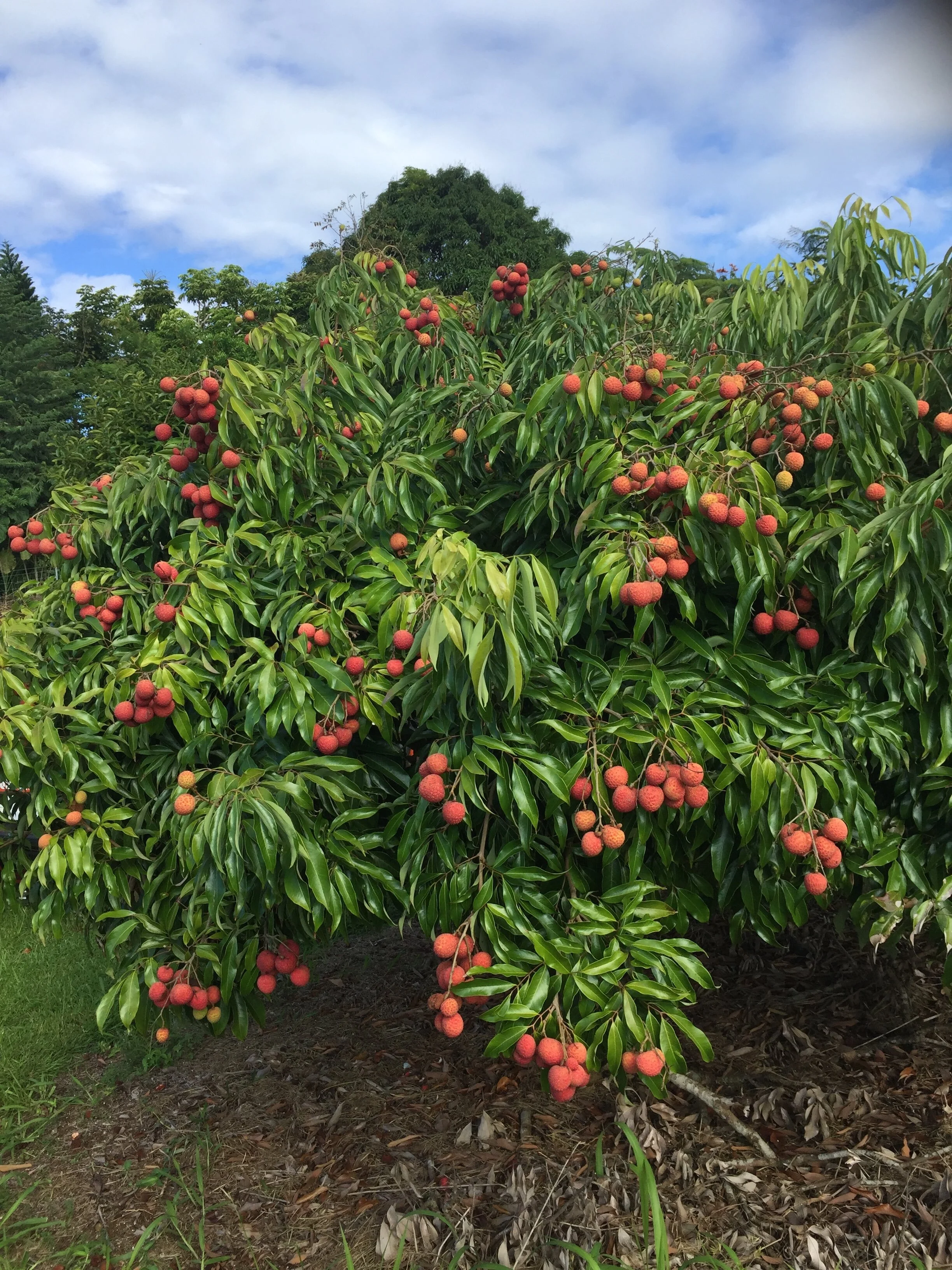 2026 Lychee Season
