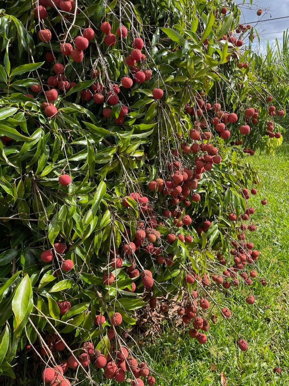 2024 Wonderful Lychee