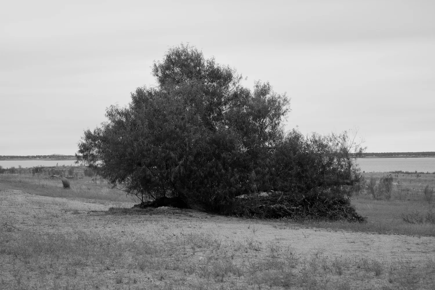 I remember the branches dipping into the water