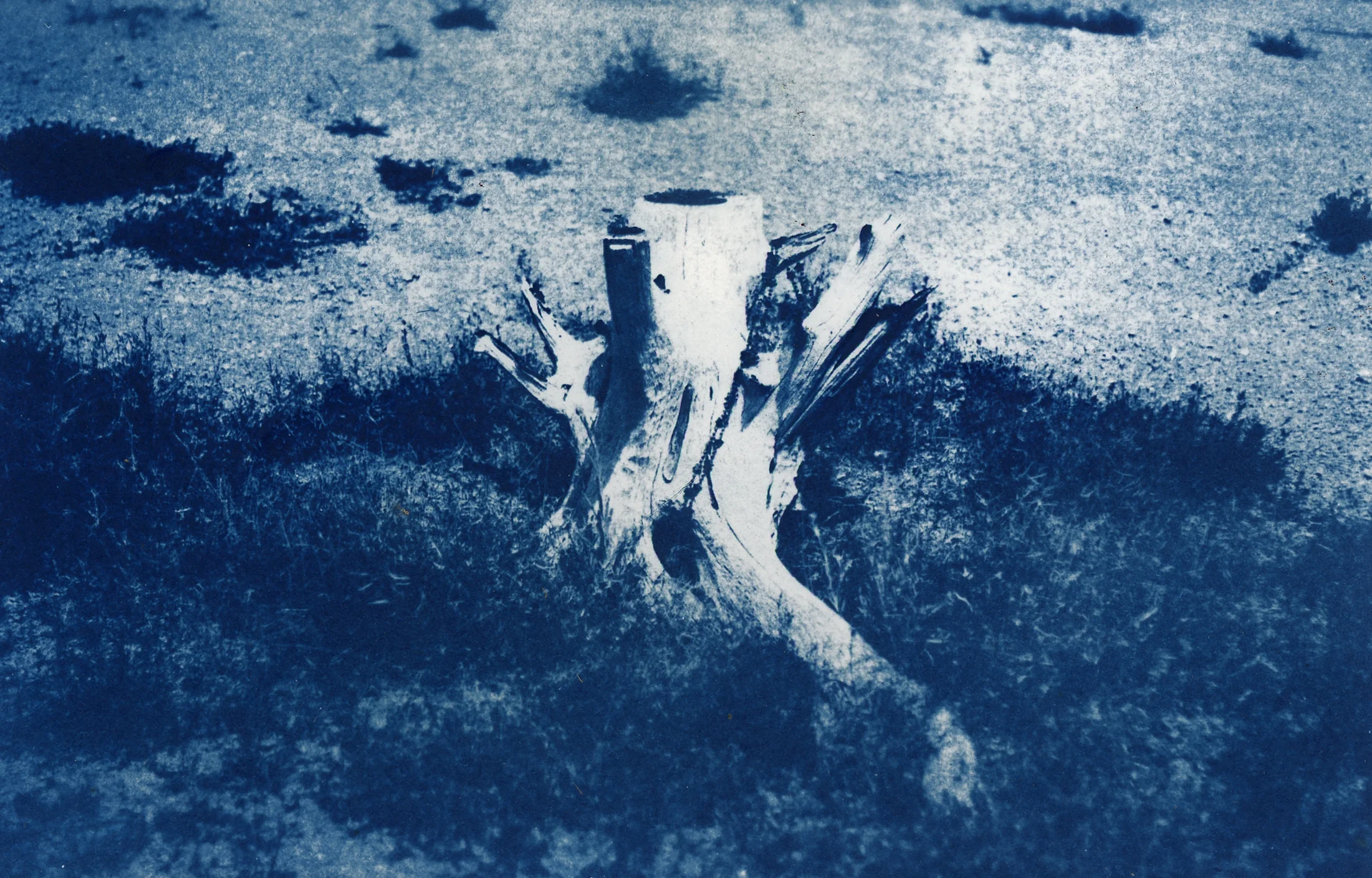stump1.jpg