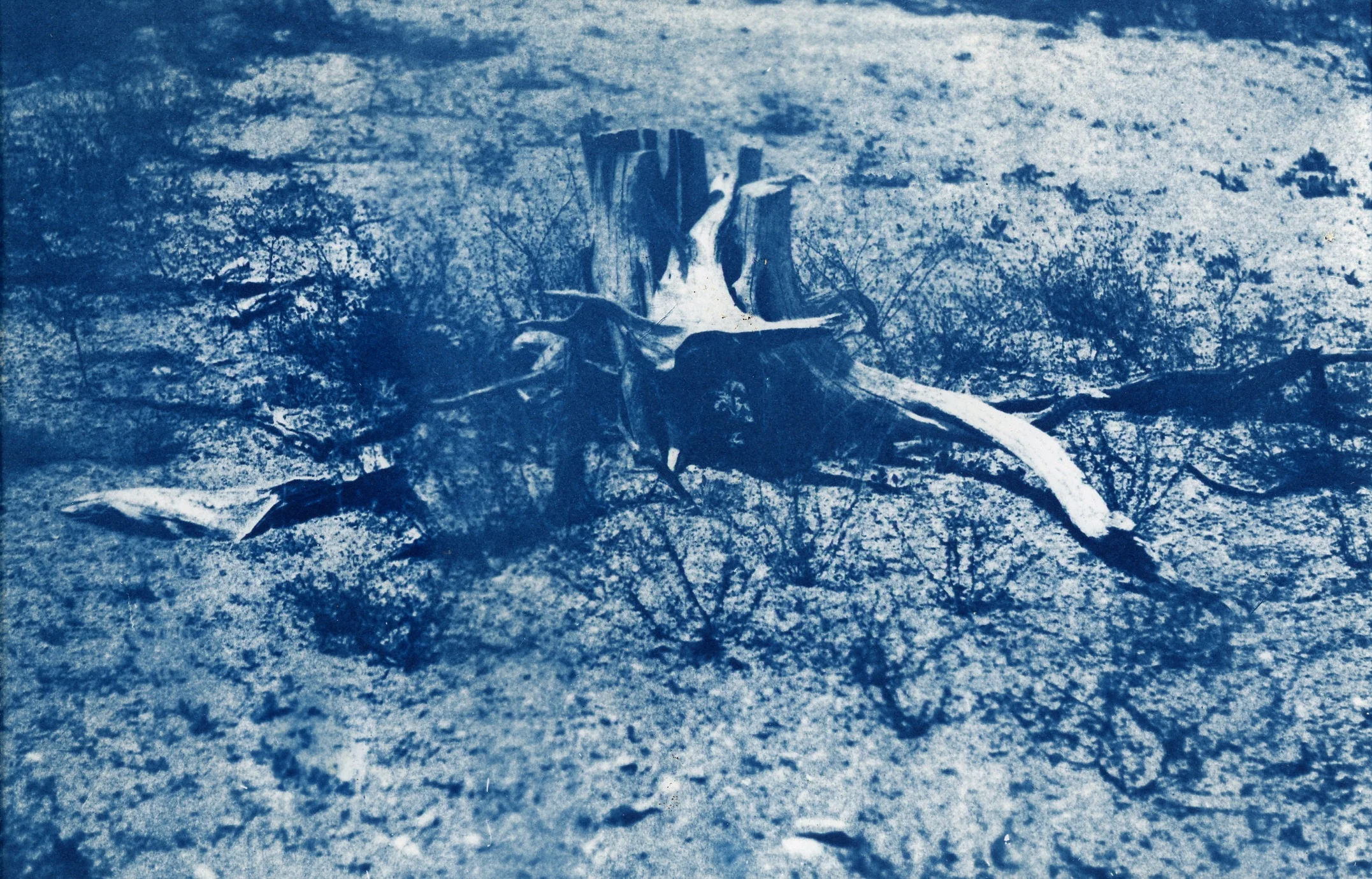 stump005.jpg