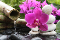 orchidwater.jpg