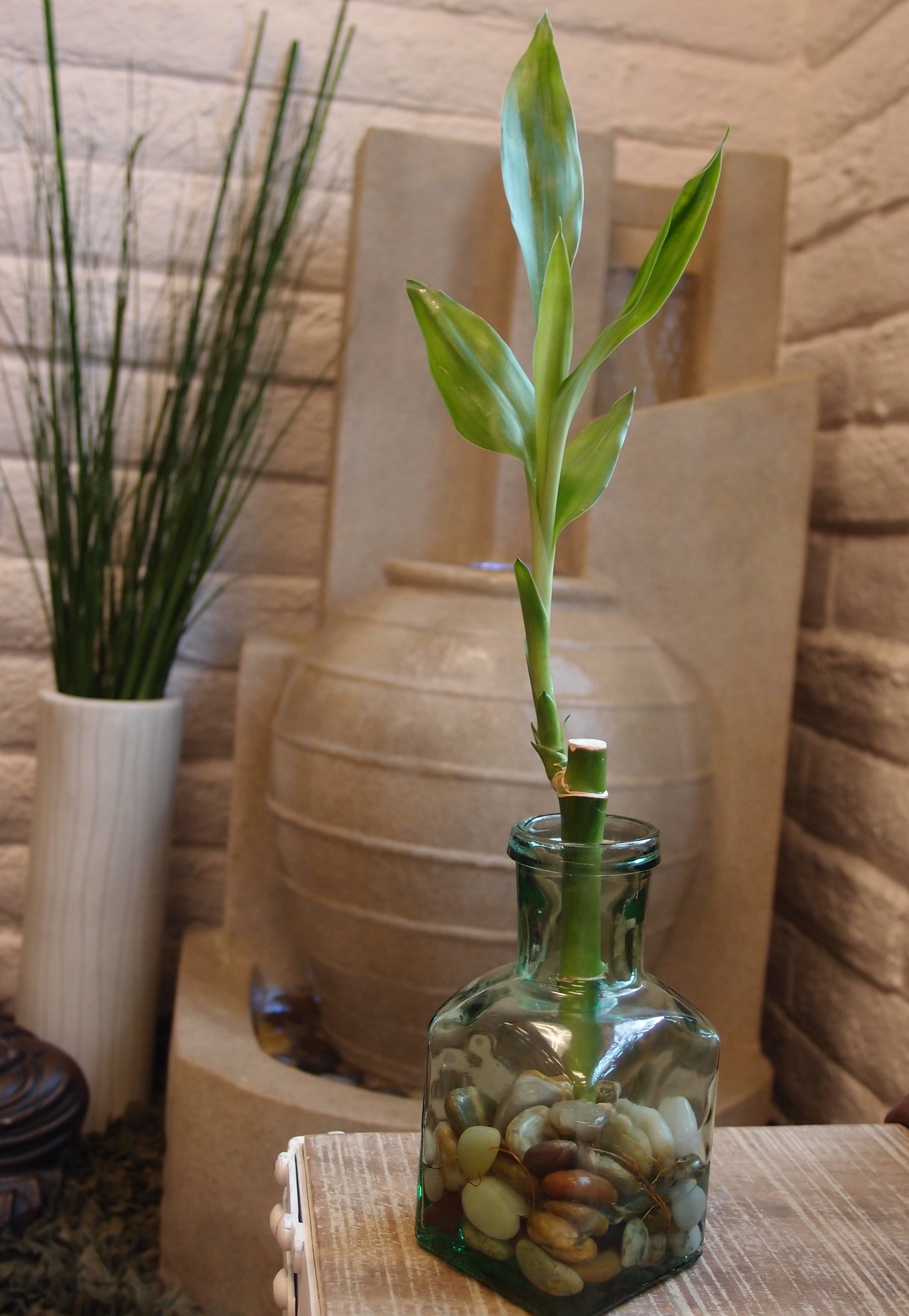 Lucky Bamboo in our natural earth stones