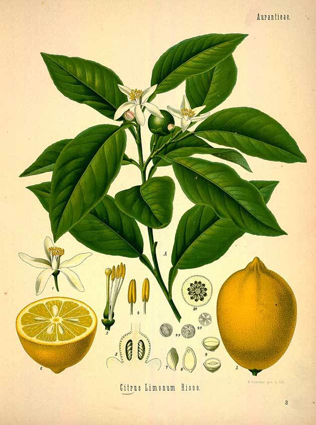 citrus limonum.jpg