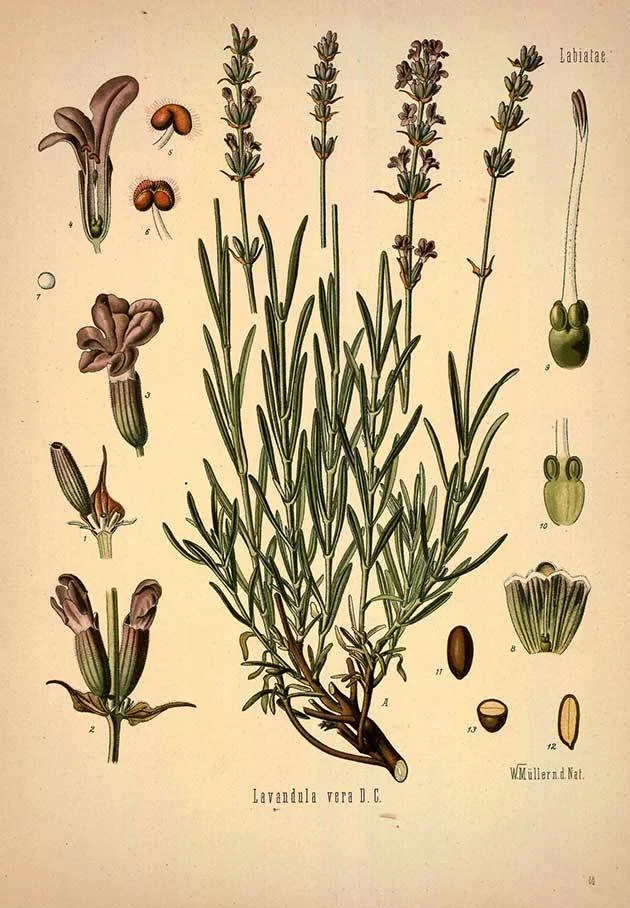 lavandulaangustifolia.jpg