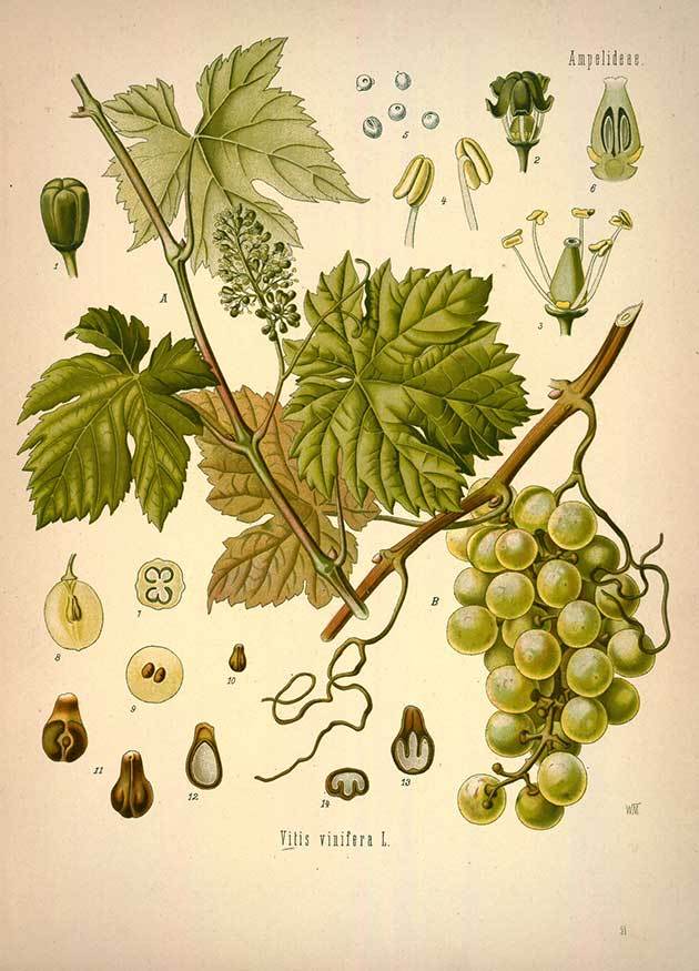 Grape.jpg