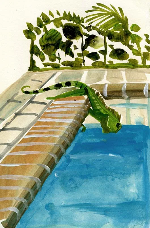 iguana.800.jpg