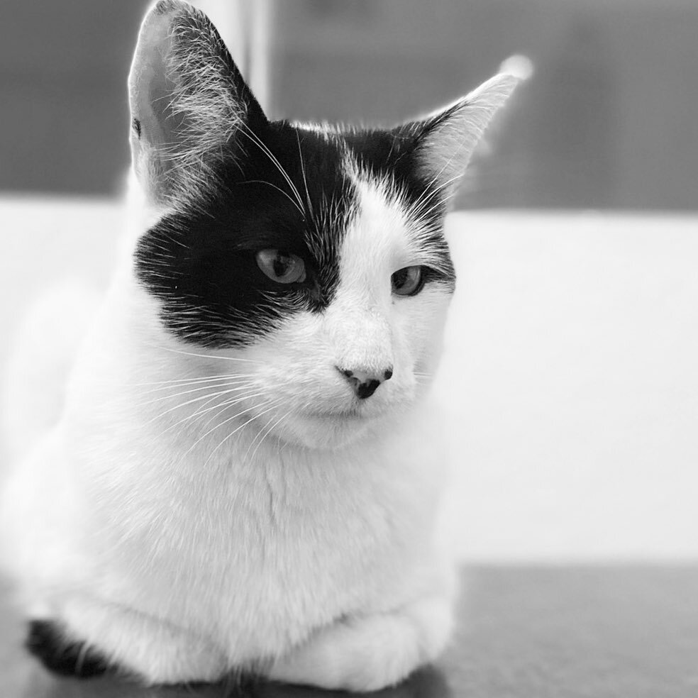 Sweet Will is a very dapper barn cat that is spending the weekend inside due to the crazy heat wave.  Make sure your only walking your dogs at dusk and dawn and keeping cats inside. 🔥