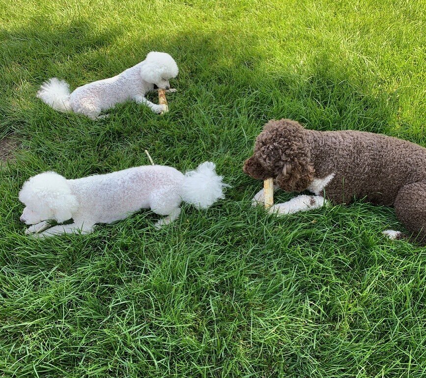 These sweet pups are trying out @earthanimal1979 No Hides for the first time.  I think they are a hit. 
Available in 🐟🦌🐓🐂🐖🥜