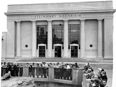 The Lady From Shanghai - Aquarium