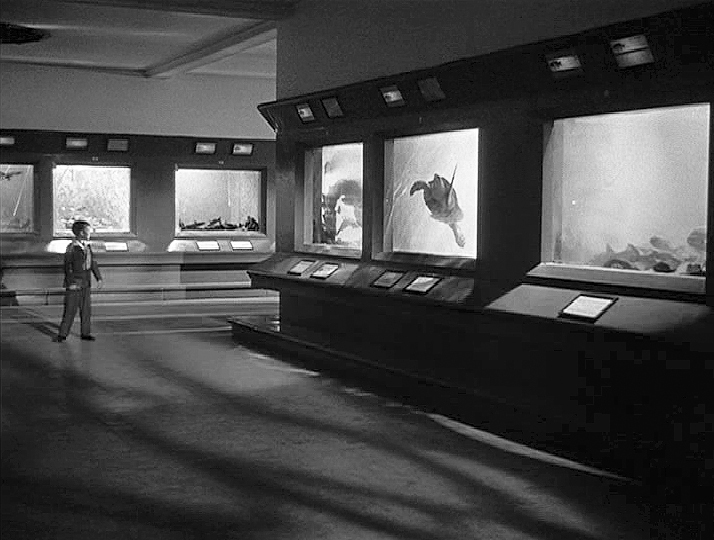 The Lady From Shanghai - Aquarium