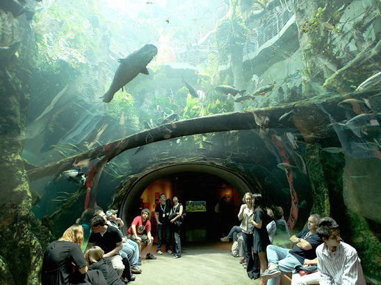 The Lady From Shanghai - Aquarium