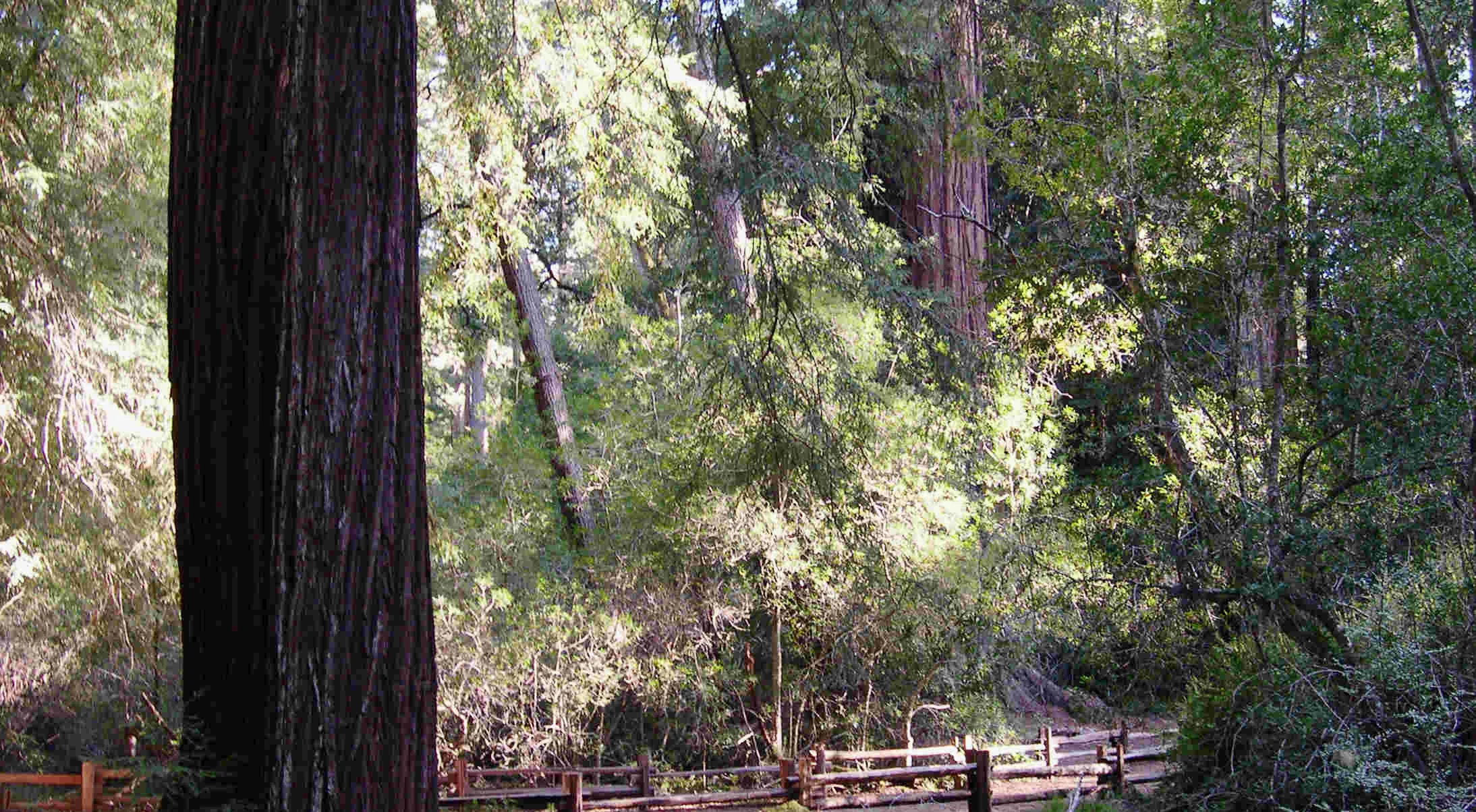 Vertigo - Communing With The Redwoods