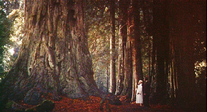 Vertigo - Communing With The Redwoods