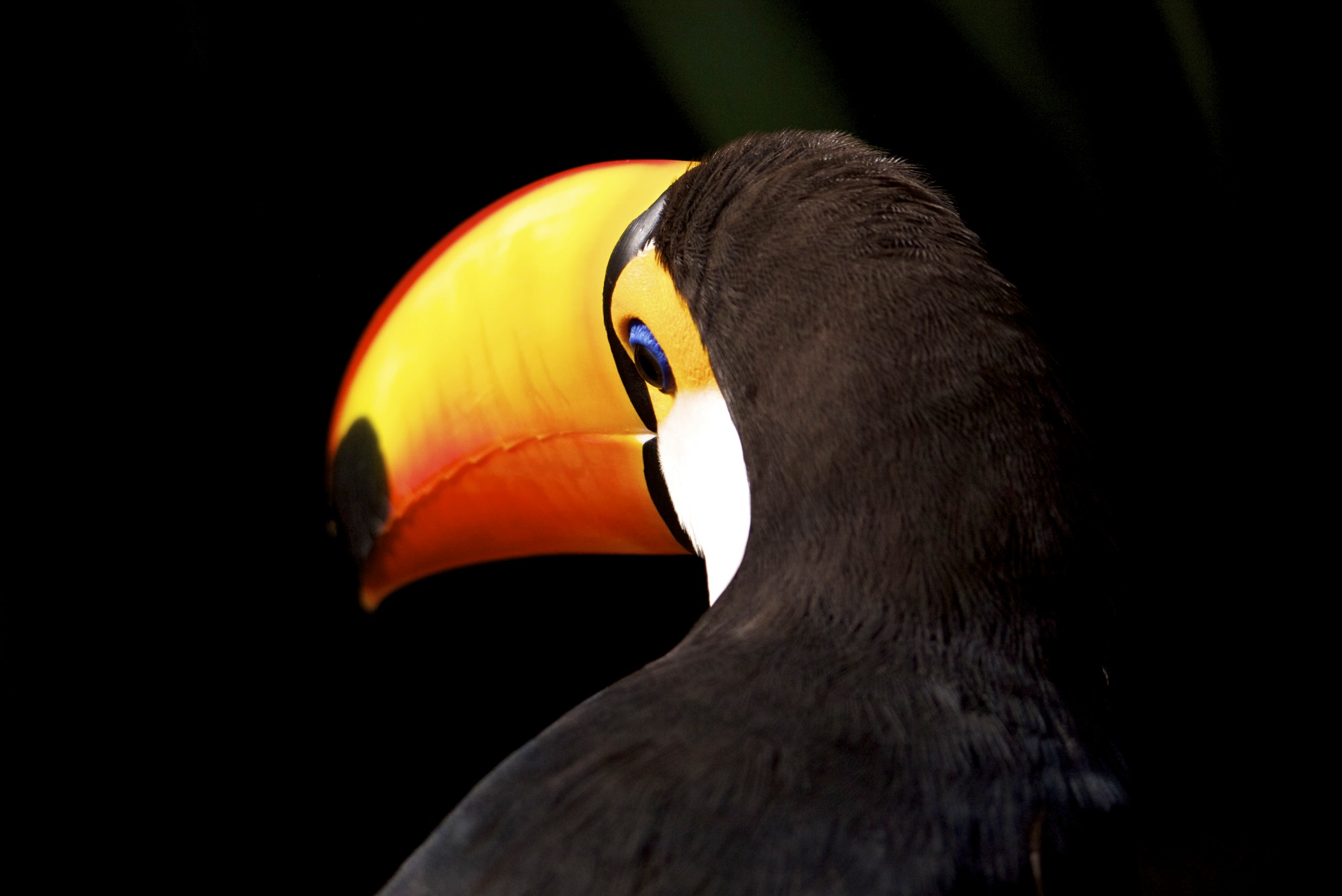    ​Parque das Aves, Iguacu, Brasil   