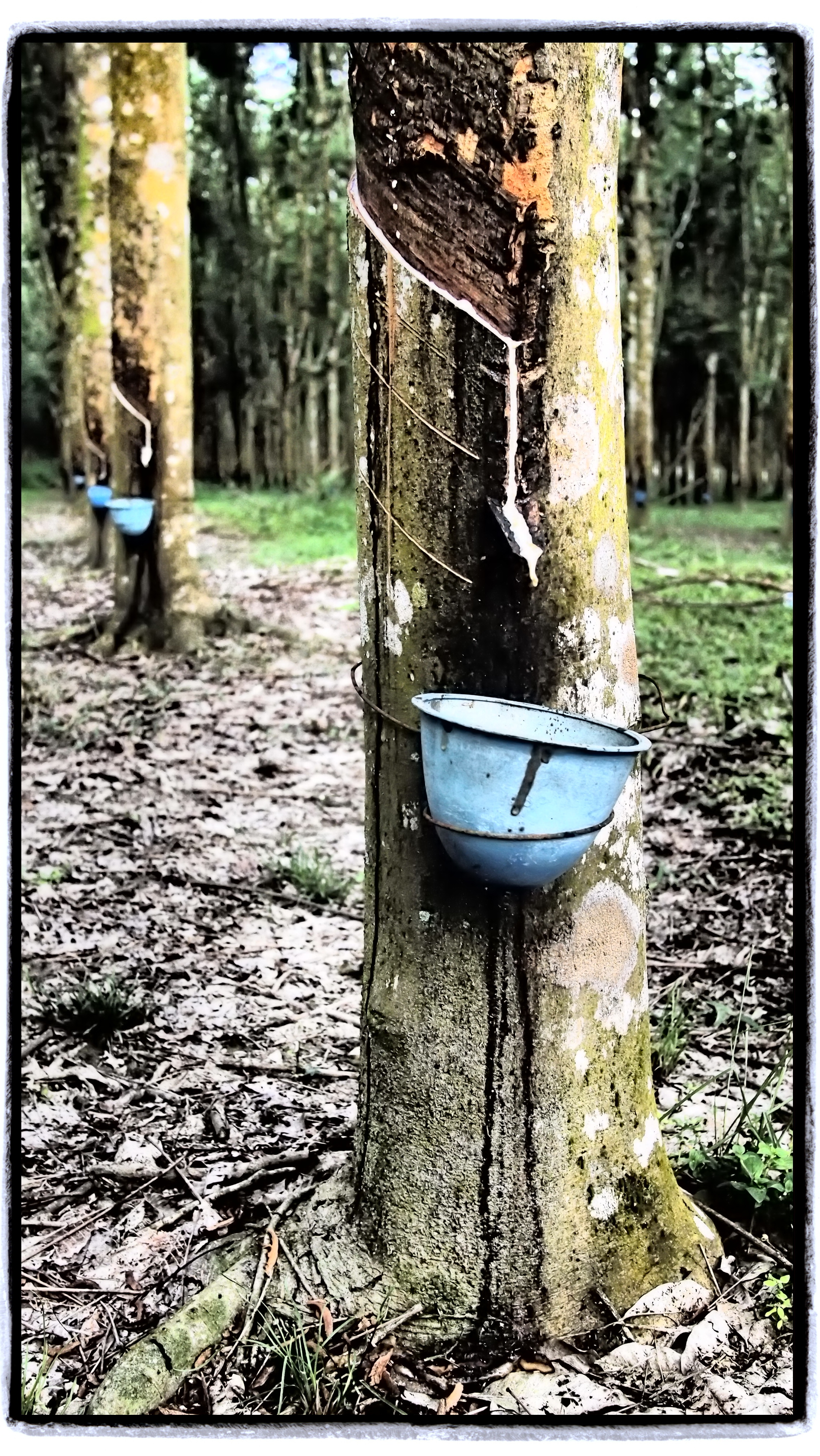    Control markings on Estate tree   