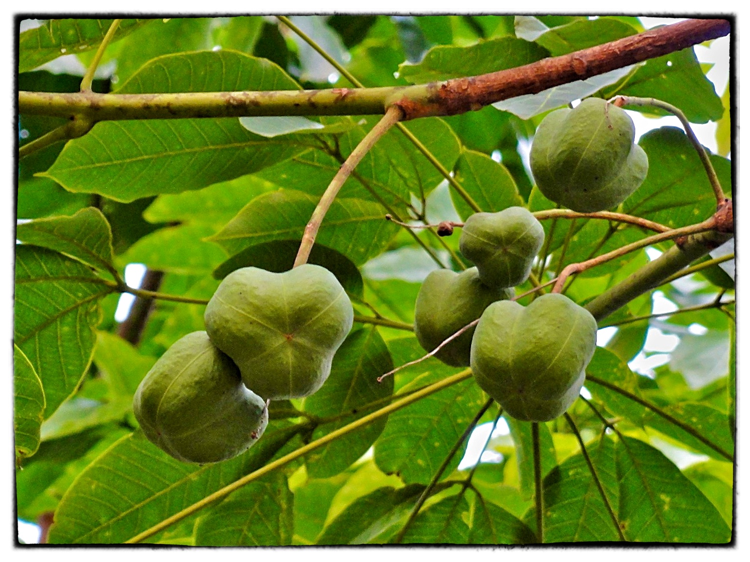 Hevea Braziliensis