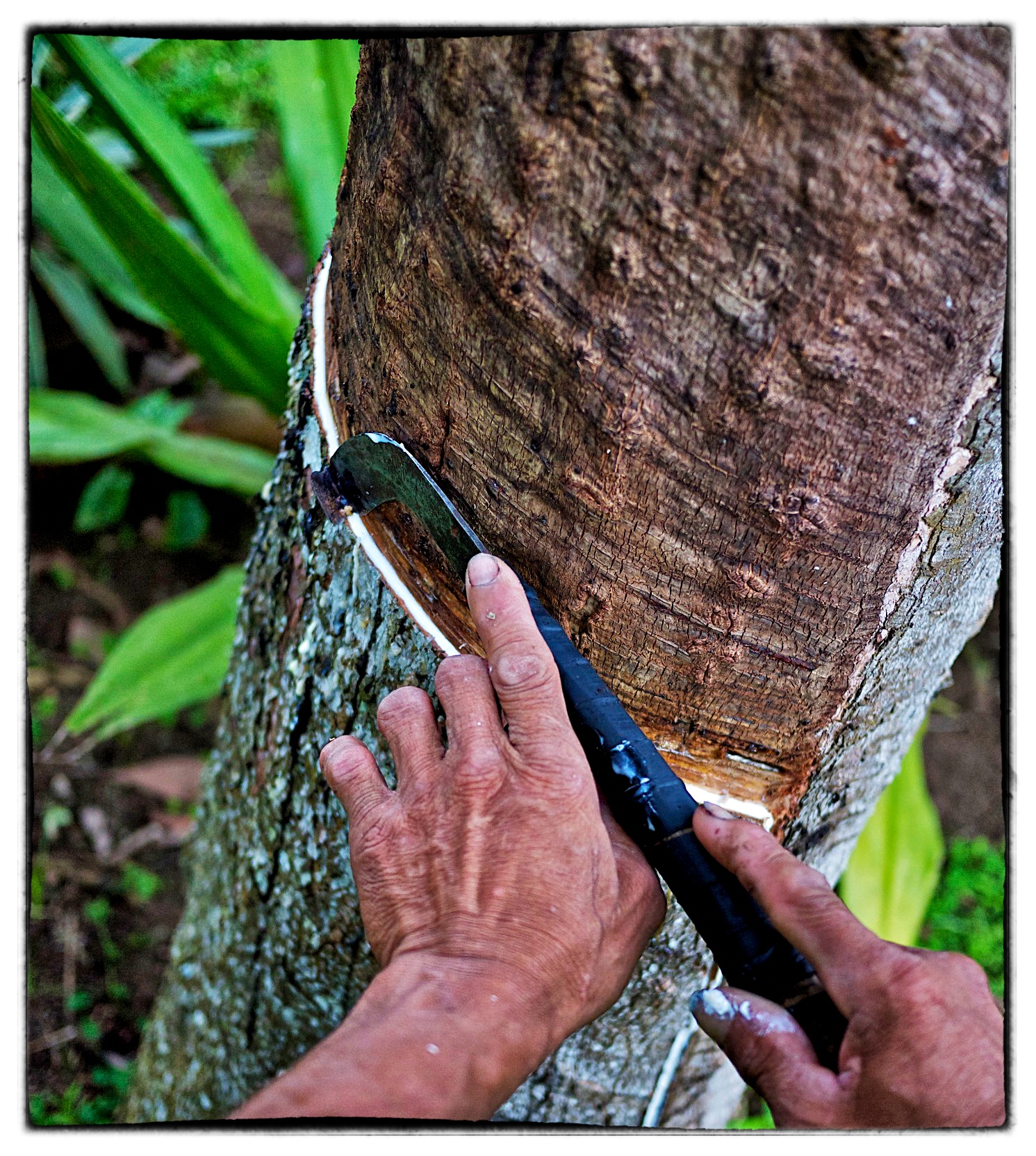    ​Tapping a mature tree   