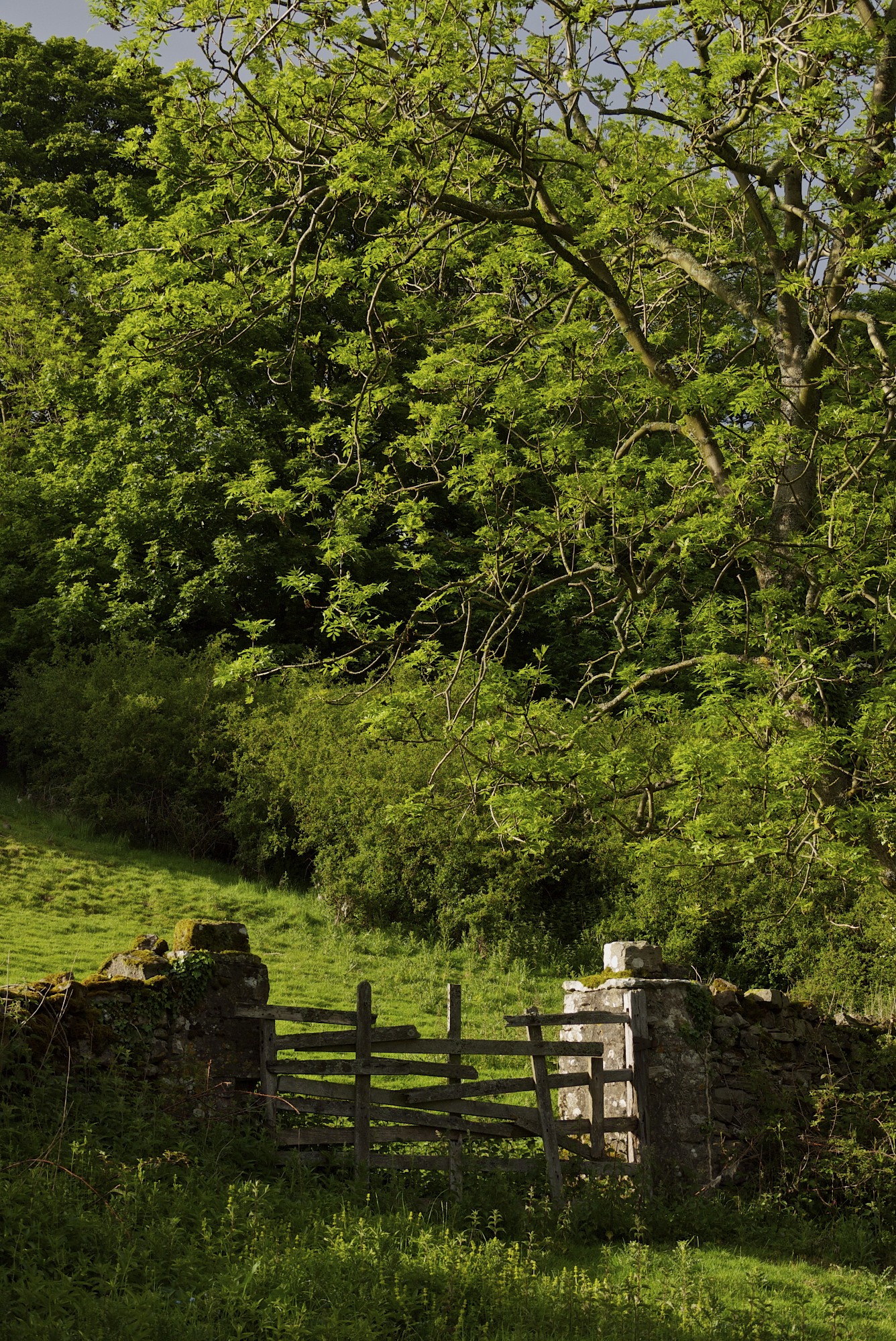  ​  Swaledale   