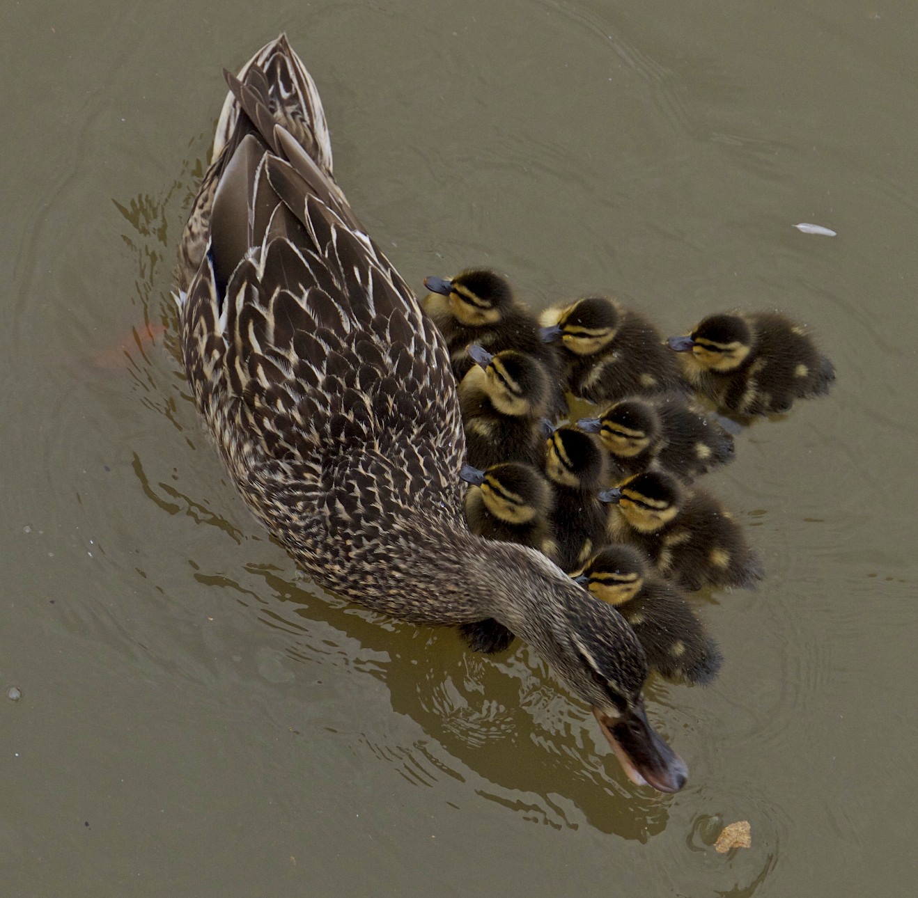    Sneak Grab; Brompton Lakes   