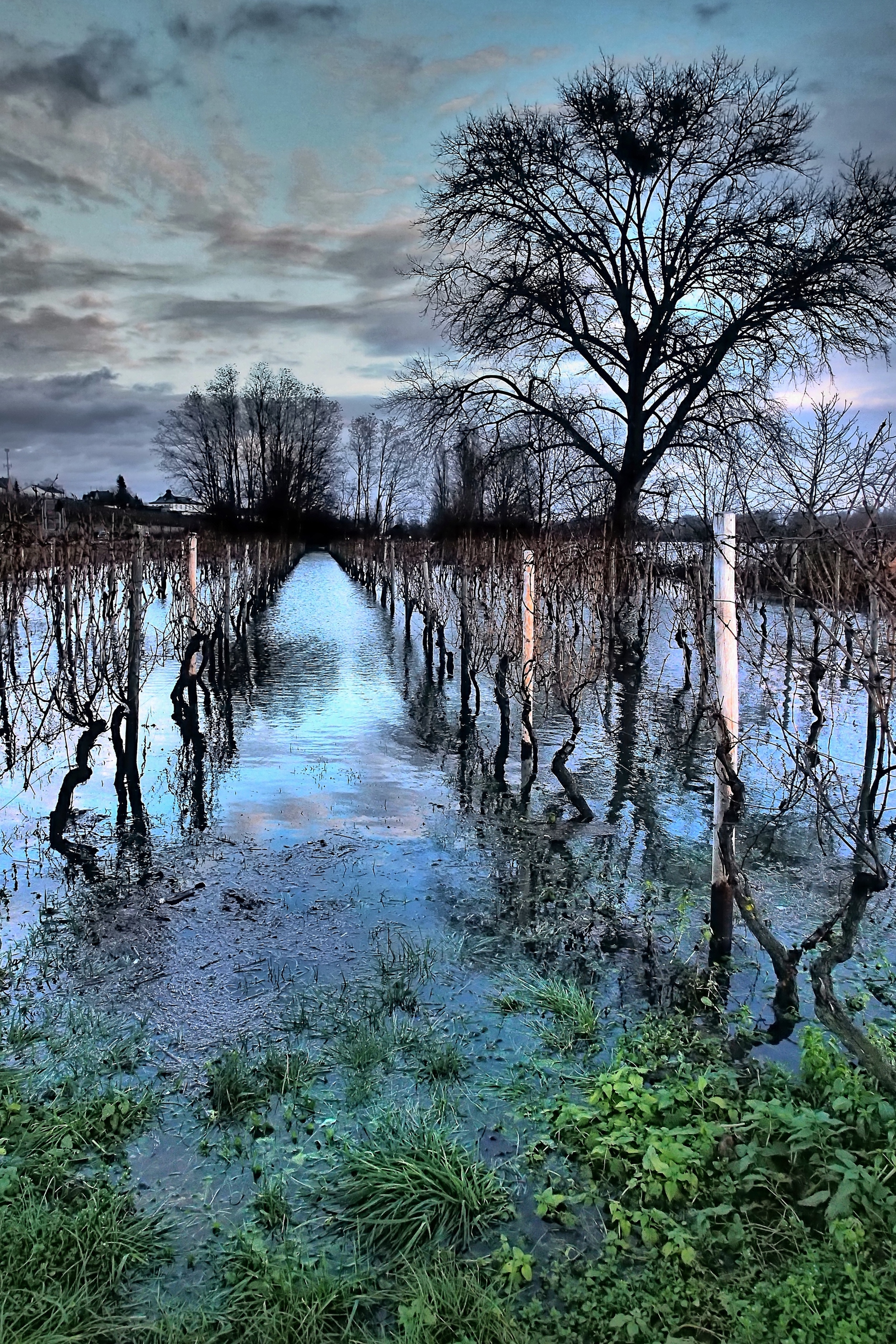    NYE 2012 Rhine's Vines in Flood EP3 Zuiko 12mm   